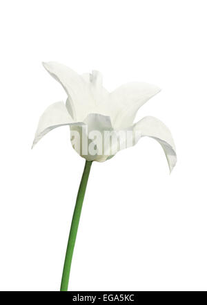 Giglio Bianco a fiore tulip su sfondo bianco Foto Stock