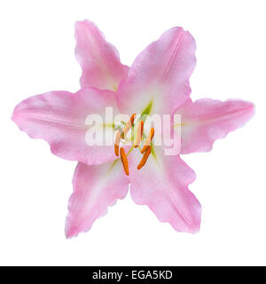 Giglio colore rosa isolato su uno sfondo bianco Foto Stock