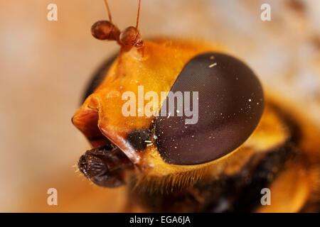 Capo bee e occhi composti in macrofotografia Foto Stock