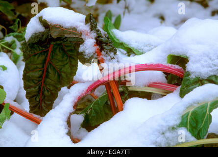 Le bietole nella neve Foto Stock