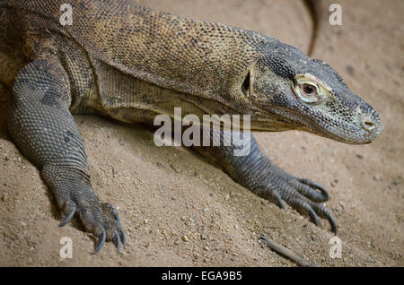 Ritratto di un drago di Komodo Foto Stock
