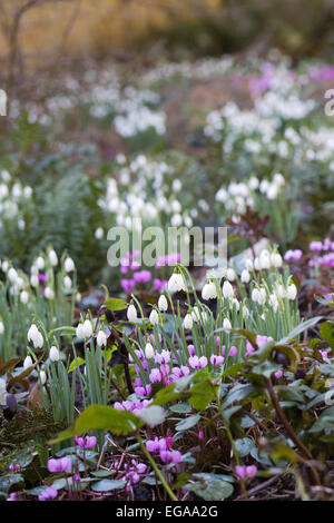 Galanthus nivalis e cylamen fioritura in un bosco giardino Foto Stock