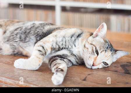 Gatto siamese gatto sdraiato sul tavolo di legno, stock photo Foto Stock