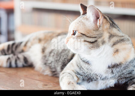 Gatto siamese gatto sdraiato sul tavolo di legno, stock photo Foto Stock