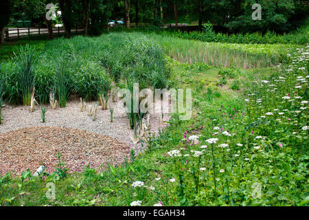 Reedbed piantate con Reedmace - Typha latifolia e Phragmited australis - Comune o Norfolk Reed per trattamento di roadwat Foto Stock