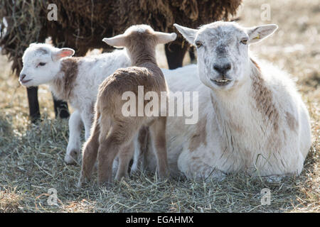 Gosen, N.Y, STATI UNITI D'AMERICA. Xx Febbraio 2015. Neonato agnelli stayl vicino ad una pecora in un campo su un freddo inverno pomeriggio a Banbury Cross Farm in Gosen, New York. Credito: Tom Bushey/ZUMA filo/Alamy Live News Foto Stock