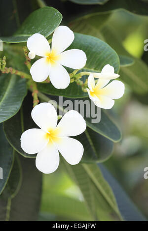 White plumeria o frangipani flower su albero nel giardino. Foto Stock