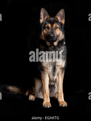 Un pastore tedesco seduto di fronte a sfondo nero, ritratto in studio Foto Stock