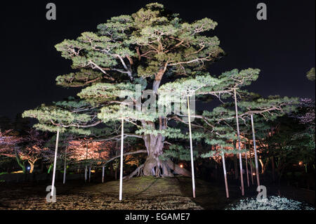 Il giardino di Kenroku-en, Kanazawa, uno dei tre grandi giardini del Giappone. In primavera il giardino è illuminato di notte Foto Stock