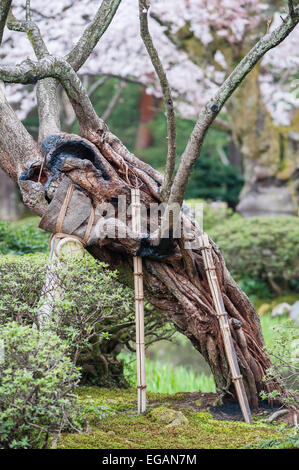 Un antico ciliegio ha le sue poche radici rimaste protette da bambù nel giardino di Kenroku-en, Kanazawa, uno dei tre grandi giardini del Giappone Foto Stock