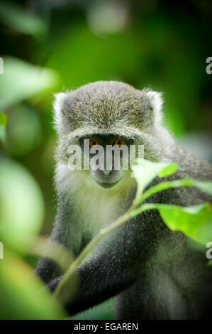 Zanzibar Sykes monkey vicino alla foresta di Jozani, Zanzibar Foto Stock