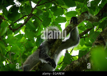 Zanzibar Red Colobus vicino Jozani Chwaka Bay National Park Foto Stock