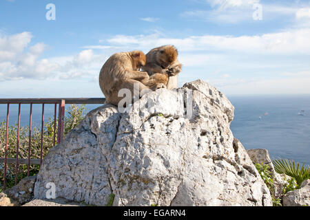 Madre di famiglia padre baby barberia scimmie macaco Gibilterra, Territorio britannico in Europa meridionale Foto Stock