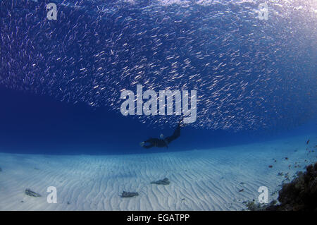 Freediver nuota su un fondo sabbioso, Mar Rosso, Egitto Foto Stock