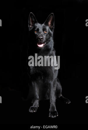 Un giovane cane pastore seduto di fronte a sfondo nero, ritratto in studio Foto Stock