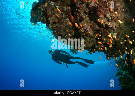 Freediver immersioni vicino alla barriera corallina, Mar Rosso, Egitto Foto Stock