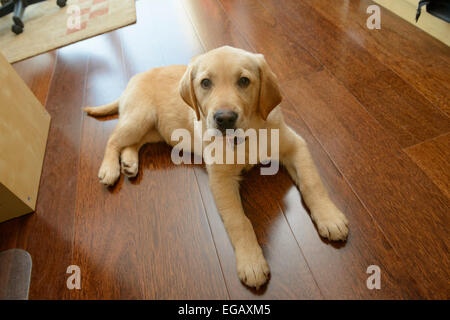 Giallo simpatico Labrador Golden Retriever cucciolo mix guardando la fotocamera mentre sdraiato sul pavimento di legno a casa Foto Stock