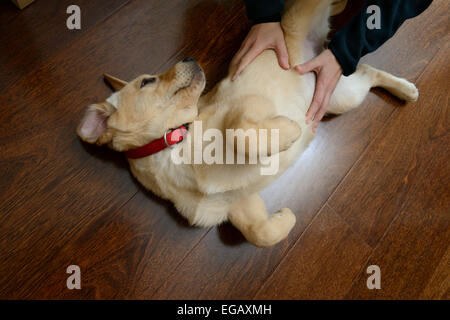 Persona petting giallo labrador golden retriever cucciolo mix Foto Stock
