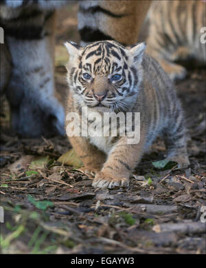 Lo Zoo di Chester tre settimane vecchio tigre siberiana cub (Panthera tigris altaica) Foto Stock