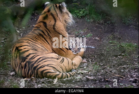 Lo Zoo di Chester tre settimane vecchio tigre siberiana cub in appoggio sulle madri gamba (Panthera tigris altaica) Foto Stock