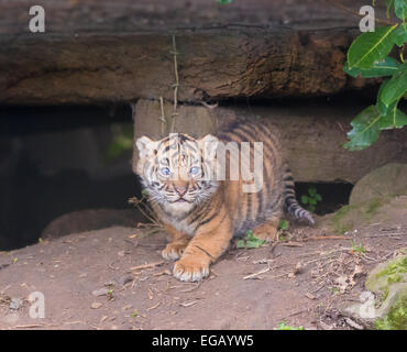 Lo Zoo di Chester tre settimane vecchio tigre siberiana cub (Panthera tigris altaica) Foto Stock