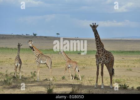 Maasai giraffa - Masai Giraffe (Giraffa camelopardalis tippelskirchi) allevamento camminando nella savana Masai Mara - Kenya Foto Stock