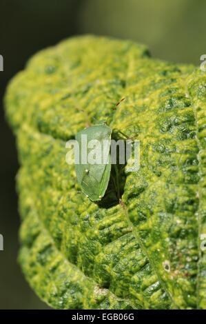 Southern Green Stink Bug - vegetali verdi (Bug Nezara viridula) sulla foglia di fagiolo francese Provenza - Francia Foto Stock