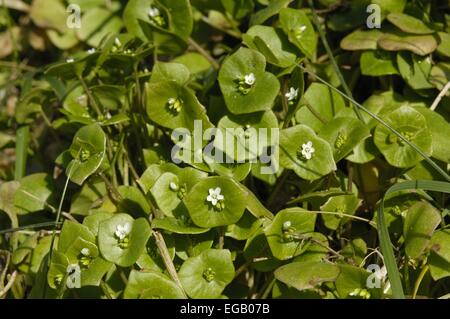Primavera di bellezza - minatore della lattuga - Inverno Purslane - Indiano lattuga (Claytonia perfoliata - Montia perfoliata) fioritura