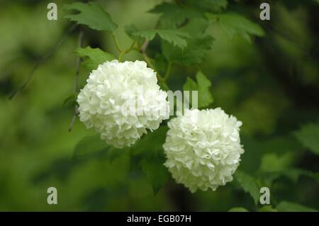 Snowball europea Bush (Viburnum opulus roseum) fioritura Belgio Foto Stock