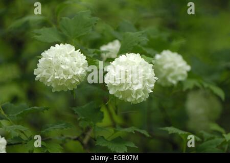 Snowball europea Bush (Viburnum opulus roseum) fioritura Belgio Foto Stock