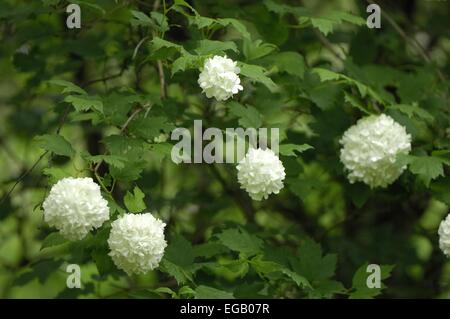 Snowball europea Bush (Viburnum opulus roseum) fioritura Belgio Foto Stock