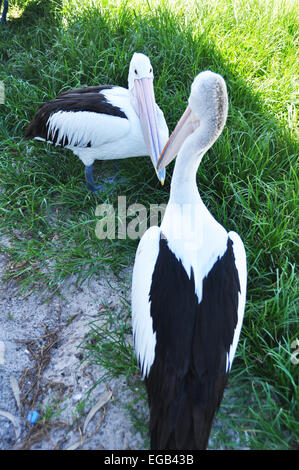 Spot-fatturati pellicano australiano sono un genere di grandi uccelli acquatici nel Nuovo Galles del Sud è uno stato sulla costa orientale dell'Australia. Foto Stock