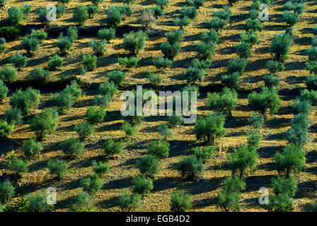 Oliveto (Olea europaea), Umbria, Italia Foto Stock