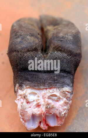 Zoccolo di vacca tagliato e gettato al pianoterra di una strada nella zona della città vecchia. Dhulikhel-Kavrepalanchok distr.-zona di Bagmati-Nepal. Foto Stock