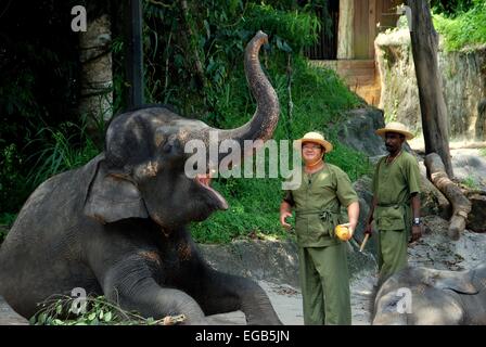 Singapore: due formatori con una esecuzione di elefante al Singapore Zoo elefanti a lavoro e svolgere visualizza Foto Stock
