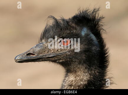 Dettagliato di close-up di testa di una matura Australian Emu (Dromaius novaehollandiae) Foto Stock