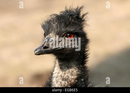 Dettagliato di close-up di testa di una matura Australian Emu (Dromaius novaehollandiae) Foto Stock