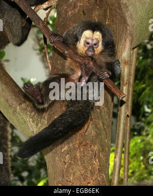 Giovane maschio Sud Americano bianco di fronte saki monkey (Pithecia pithecia) arrampicata e esplorare, appeso ad un ramo Foto Stock