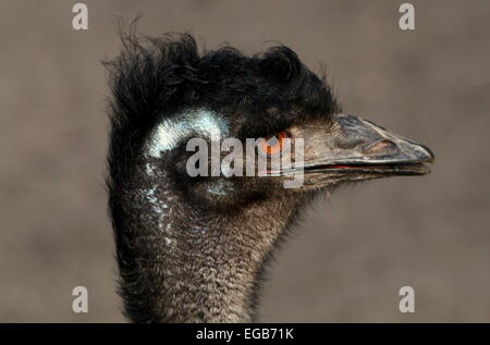 Dettagliato di close-up di testa di una matura Australian Emu (Dromaius novaehollandiae), visto di profilo Foto Stock