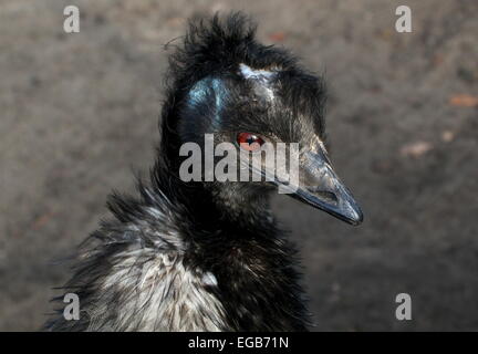 Dettagliato di close-up di testa di una matura Australian Emu (Dromaius novaehollandiae) Foto Stock