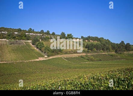 vigneto francese Foto Stock