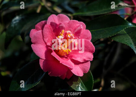 Camelia è una specie di arbusto sempreverde o piccolo albero le cui le foglie e i boccioli sono utilizzati per la produzione di tè. Questo è un dettaglio di Foto Stock