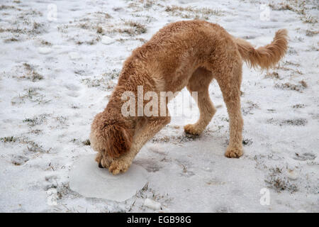 Giovani golden retriever e poodle mix di cane di razza in piedi nella neve giocando con blocco di ghiaccio. Foto Stock