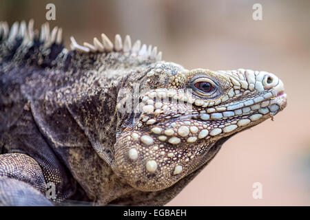 Ritratto di un cubano rock iguana Foto Stock