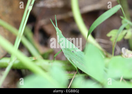 Cavalletta verde arroccato su foglie in giardino. Foto Stock