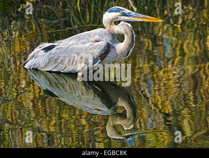 Airone blu in Everglades National Park, Florida. Foto Stock