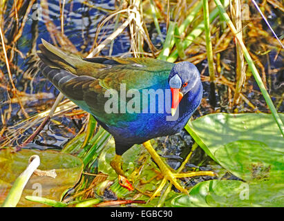 Pollo Sultano (Porphyrio Martinicus) in Everglades National Park Foto Stock