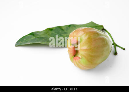 Rosa mela isolati su sfondo bianco Foto Stock