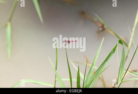 Libellula rossa su erba verde con laghetto sfondo. Foto Stock