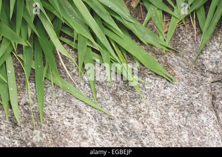 Il verde delle foglie di bambù sulla texture di sfondo di pietra. Foto Stock